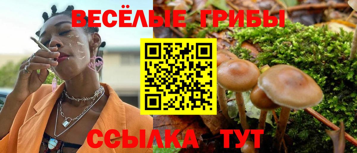 Псилоцибиновые грибы Psilocybe Видное